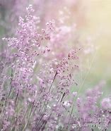 Image result for Pink Dreamy Background