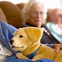 Image result for Therapy Dog Robot