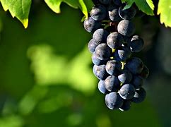 Image result for Purple Grapes Plant