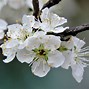 Image result for Prunus domestica Altesse Double