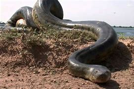 Image result for World Biggest Snake Eating