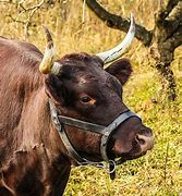Image result for Cattle in Arizona