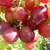 Vitis Cardinal के लिए छवि परिणाम