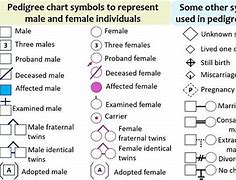 Image result for Pedigree Chart Symbols