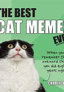Image result for Hey Cat Meme