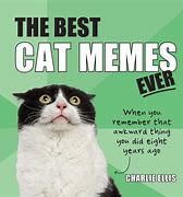 Image result for Squinting Cat Meme