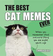 Image result for Kitten Hugs Meme