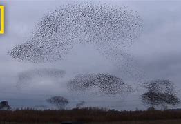 Image result for Animal Cloud Formations