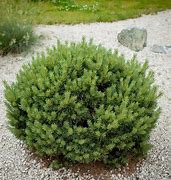 Image result for Pinus mugo Kissen