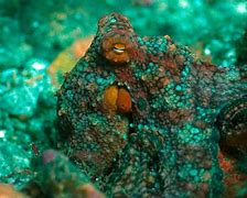 Image result for Octopus Bimaculoides