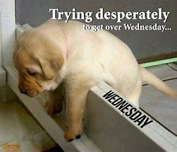 Image result for Puppy Hump Day Meme