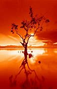 Image result for Orange Photography Dark
