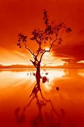 Image result for Stunning Orange Photography