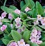 Image result for Primula vulgaris Queen Lime