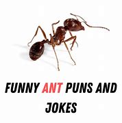 Image result for Ant Pun Meme