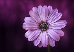 Image result for Daisy Flower Profile