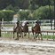 Image result for New York Horse Racing Tracks