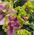 Image result for Chimera Plant