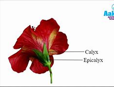 Image result for Calyx and Corolla
