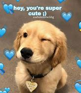 Image result for Dog Love Meme