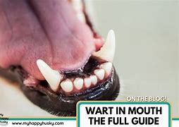 Image result for Dog Mouth Warts