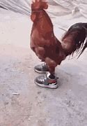 Image result for Being Chicken Meme