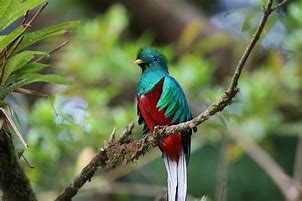 Image result for quetzal