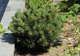 Image result for Pinus mugo Heideperle