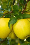 Image result for Gold Apple Tree