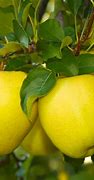 Image result for Yellow Apple Tree