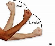 Image result for Flexation