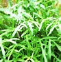 Image result for Echinacea angustifolia