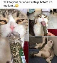 Image result for Cats On Catnip Memes