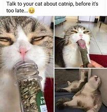 Image result for Cat High On Catnip Meme