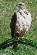 Image result for Largest North American Hawk