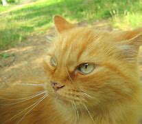 Image result for Ginger Cat Face