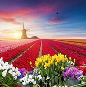 Image result for Tulipan Holland