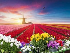 Image result for Cities in Holland Netherlands