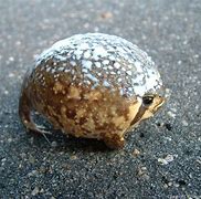 Image result for Rain Frog Holy Moly