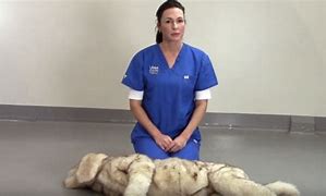 Image result for Recover CPR for Dogs