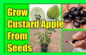 Image result for Custard Appleseeds
