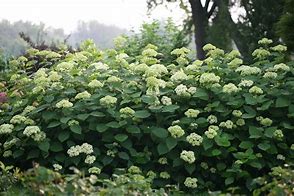 Image result for Hydrangea arborescens Lime Rickey