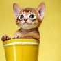 Image result for Cyber Cat Wallpaper