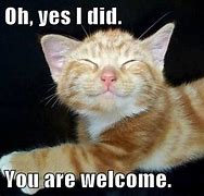 Image result for welcome memes cats