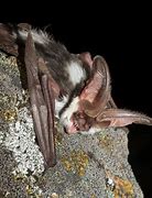 Image result for Black and White Spotted Bat