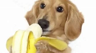 Image result for Banana Dog Meme