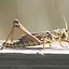 Image result for Cricket Animal Image