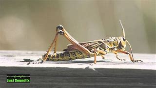 Image result for Cricket the Animal