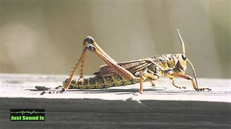 Image result for Cricket Animal