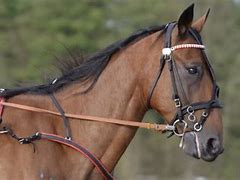 Image result for Types of Horse Reins
